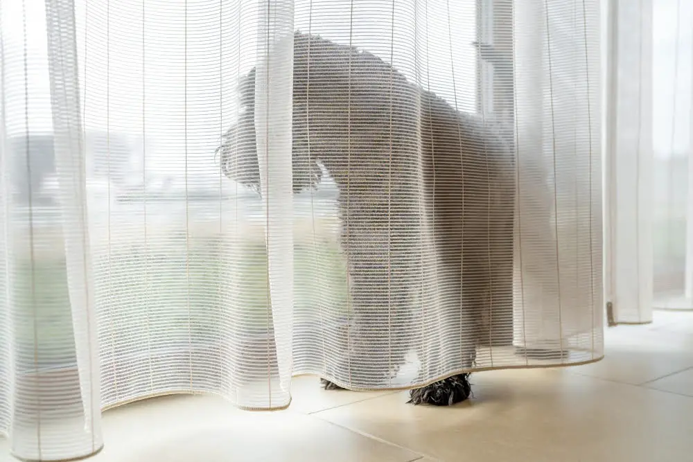 Curtain in dog kennel