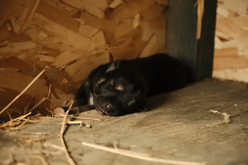 Dog sleeping in big kennel