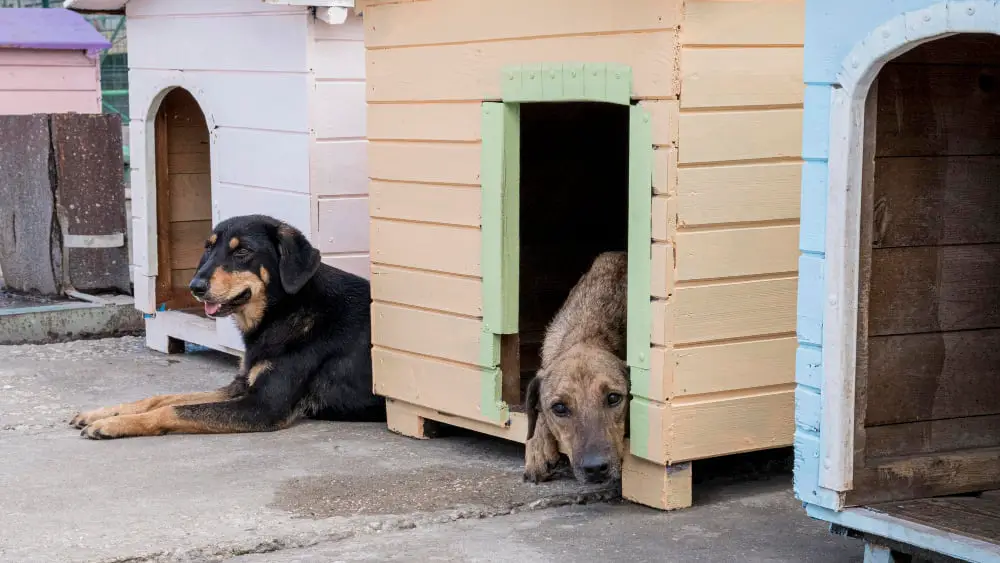 Multiple dog Kennel indoor