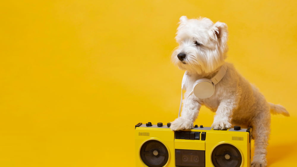 Music System dog