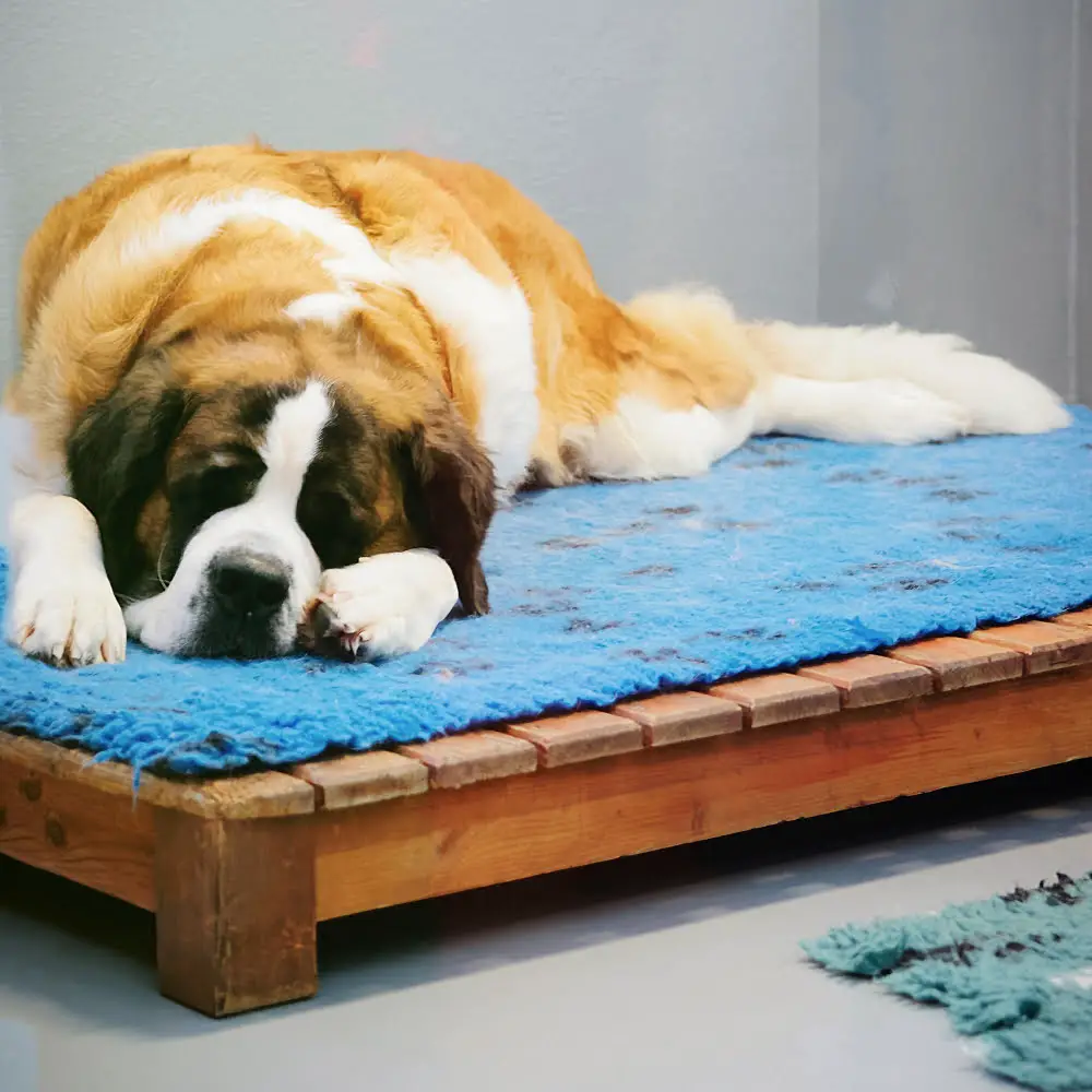 dog Bedding inside kennel