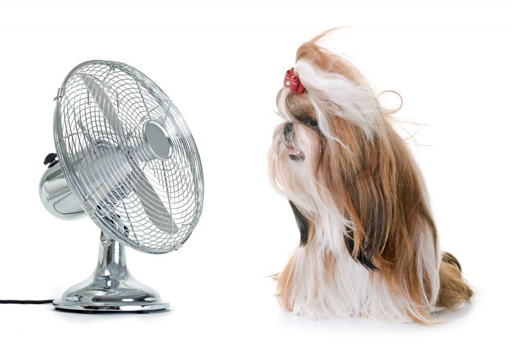 dog kennel Cooling Fan