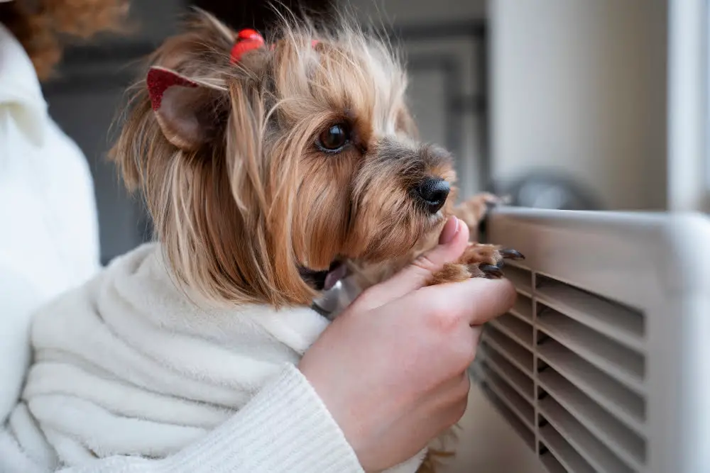 dog using heater