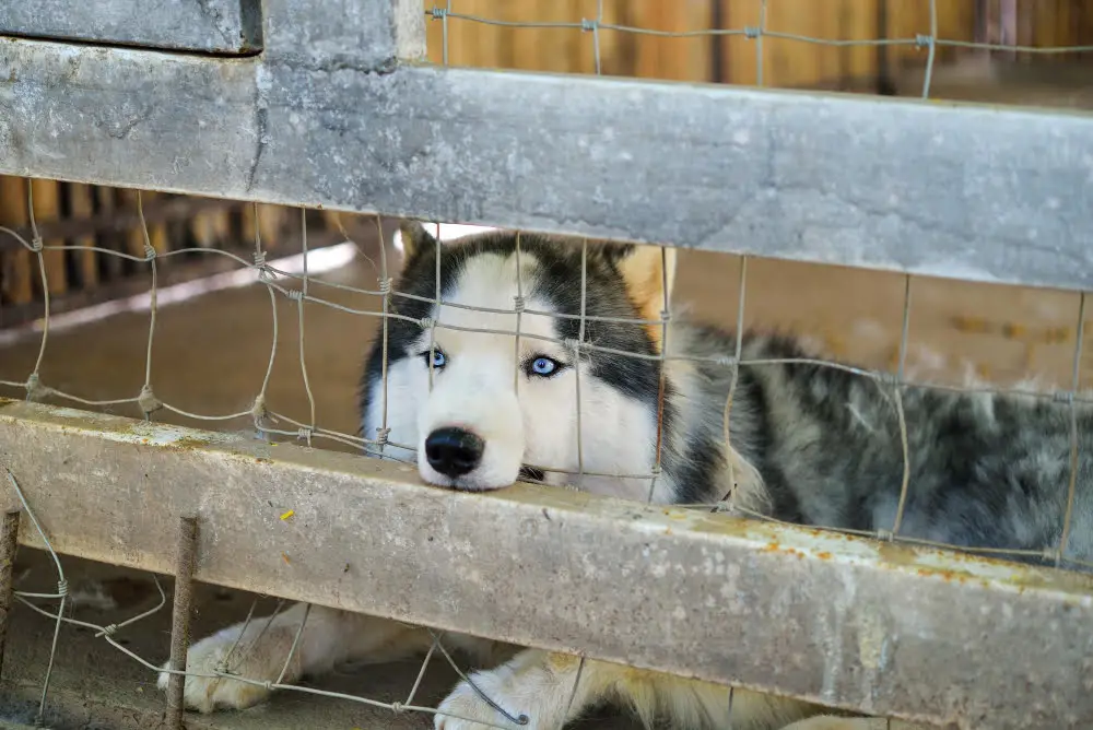 indoor Kennel Design