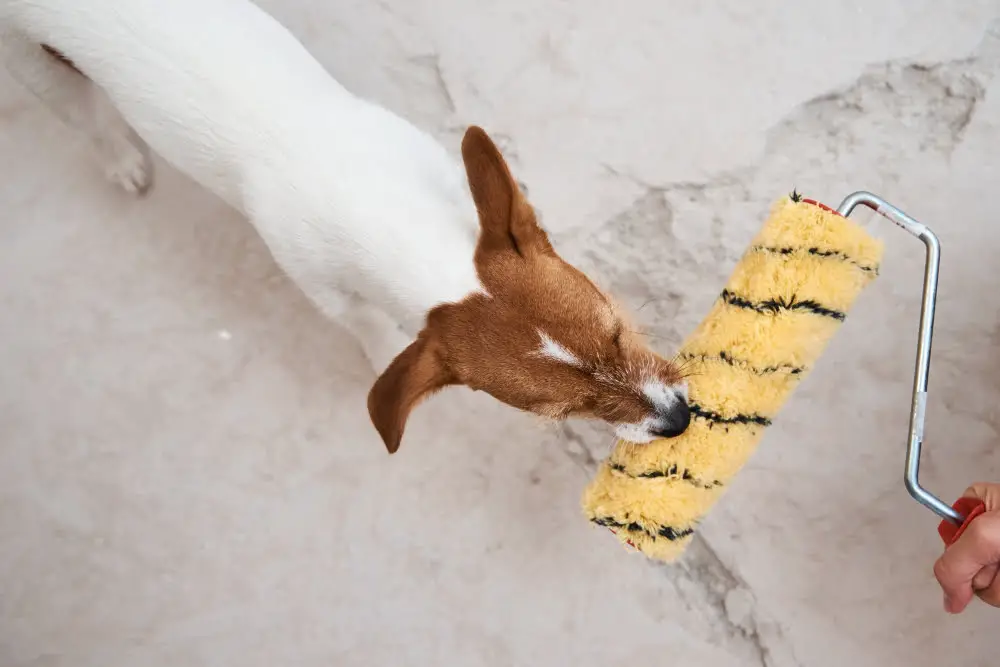 indoor dog kennel paint