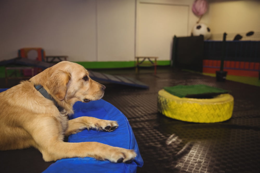 indoor play area for dogs