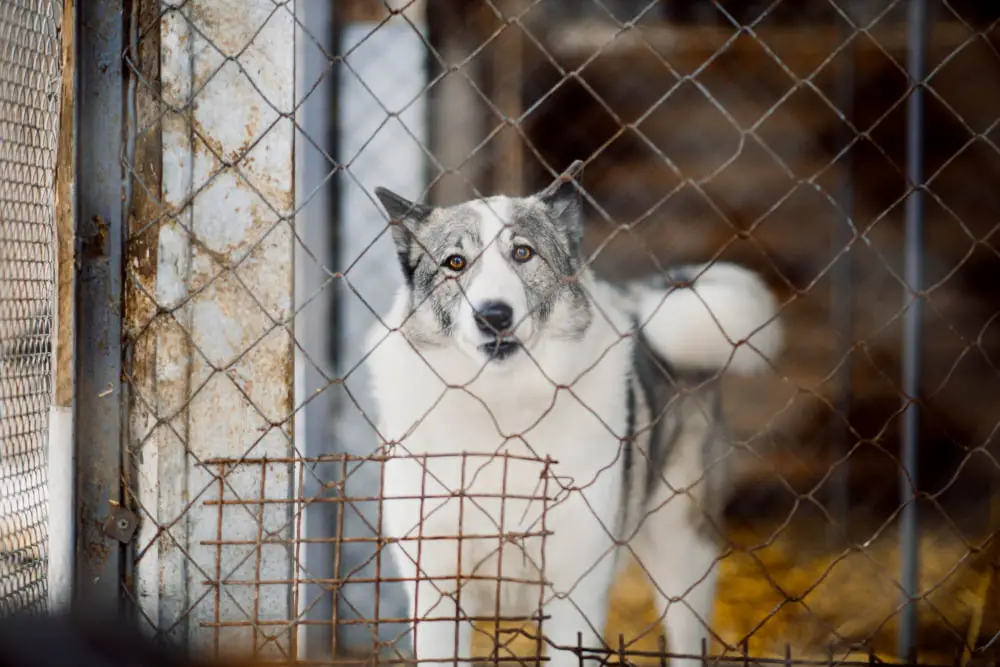 kennel Weatherproofing