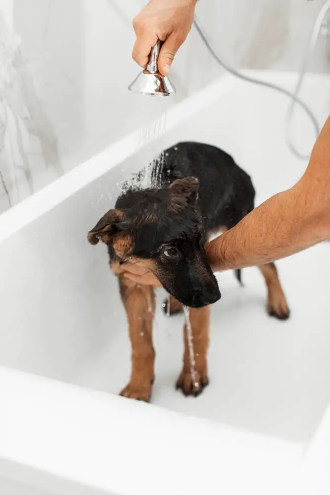 Built-in Pet Washing Station Garage Laundry